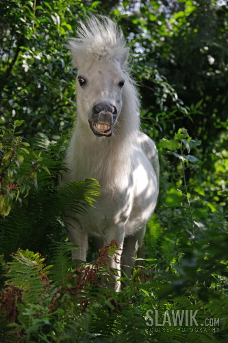 Shetlandský pony Grisu 