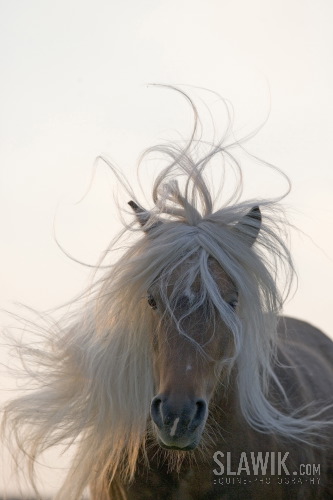 Haflinger